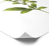 リードウォルト（プラムバゴケルーレア） by Redoute ポスター (角)