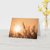 リードサンセット自然写真 カード (黄色い花)