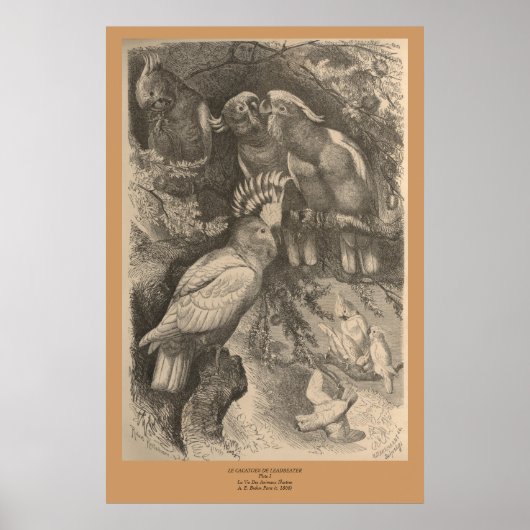 リードビーターのコカトゥー ポスター (正面)