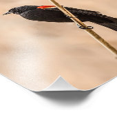 リード写真に登場する赤い翼のブラックバード フォトプリント            (角)