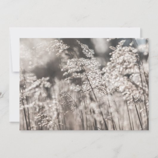 リード自然フォトカード (正面)