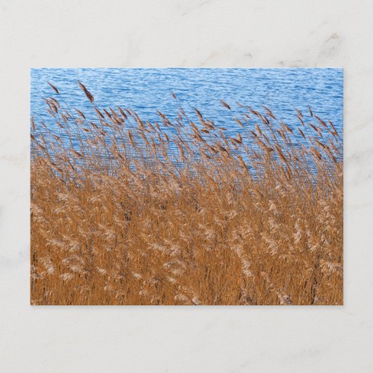 リード葉書 ポストカード (正面)