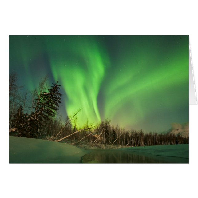 リーニングスプルースオーロラ (正面横)