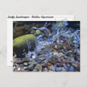 リービセドラゴン番号2 ポストカード (正面/裏面)