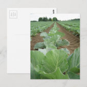 リービーグリーン、農業 ポストカード (正面/裏面)