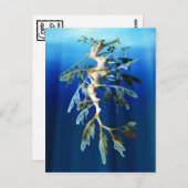 リービーシードラゴンポストカード ポストカード (正面/裏面)