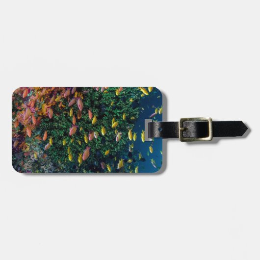 リーフで泳ぐ魚の群れ ラゲッジタグ (正面横)