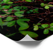 リーフの後落ちたろ ポスター (角)