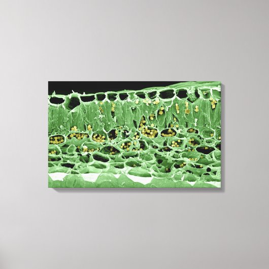 リーフの断面 キャンバスプリント (正面)