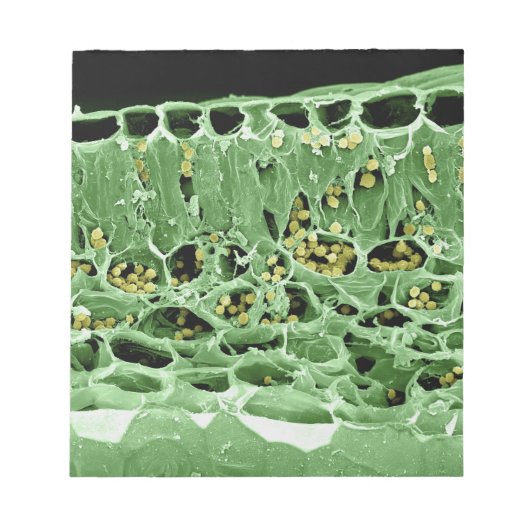 リーフの断面 ノートパッド (正面)