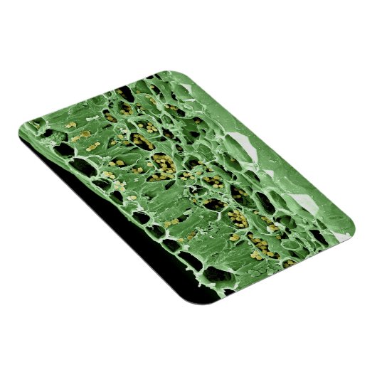 リーフの断面 マグネット (右側)