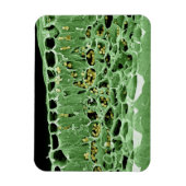 リーフの断面 マグネット (縦)