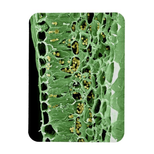 リーフの断面 マグネット (縦)