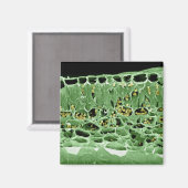 リーフの断面 マグネット (正面/裏面)