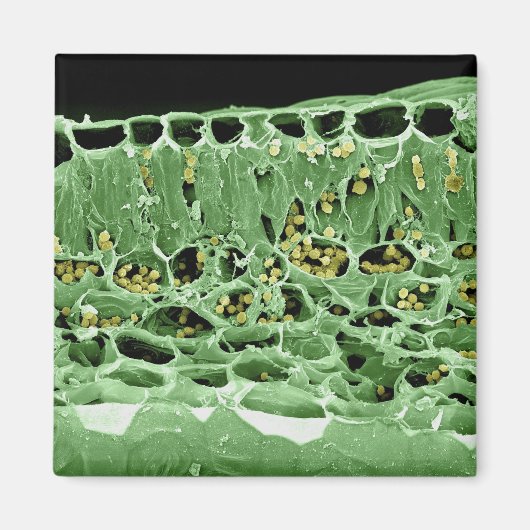 リーフの断面 マグネット (正面)