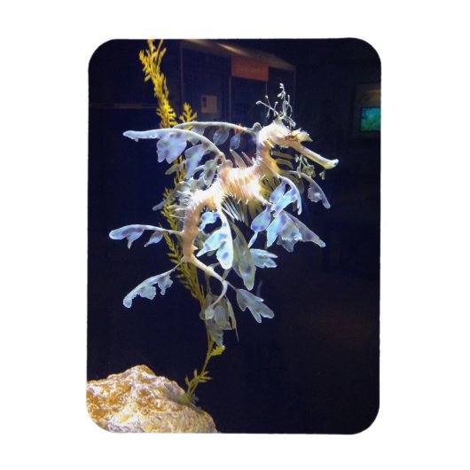 リーフィドラゴン磁石 マグネット (縦)