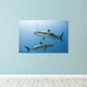 リーフカリブのサメ キャンバスプリント (インサイチュ (ウッドフロア))