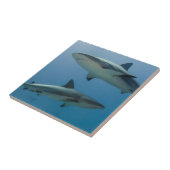 リーフカリブのサメ タイル (側面)