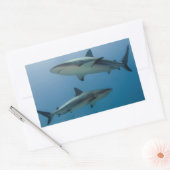 リーフカリブのサメ 長方形シール (封筒)