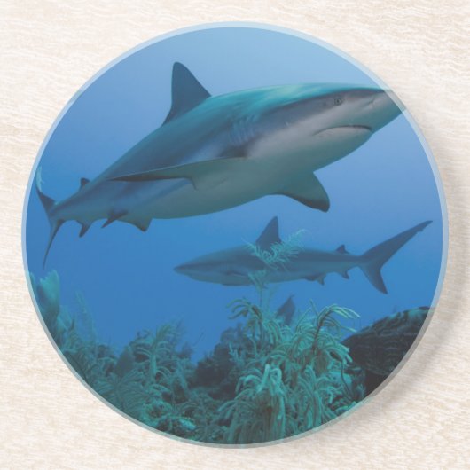 リーフカリブのシャークジャルジンデラレイナ コースター (正面)