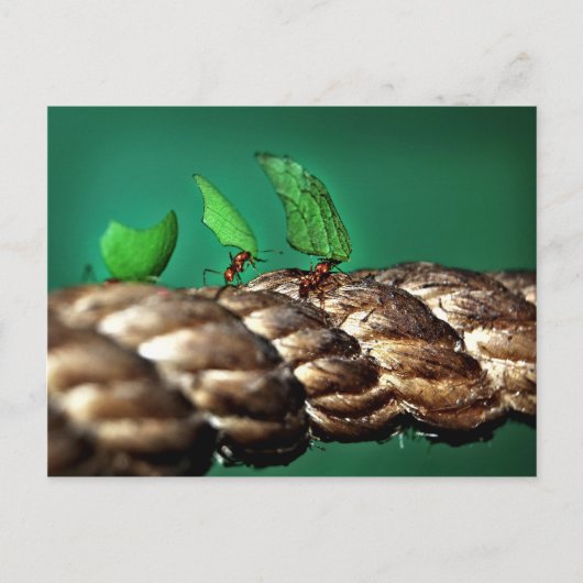 リーフカータント葉書 ポストカード (正面)