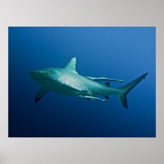 リーフクールシャークのポスター ポスター (正面)