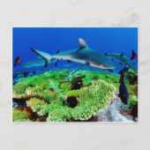 リーフシャークの写真 ポストカード (正面)