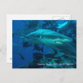 リーフシャーク素晴らしバリアリーフコーラルシー ポストカード (正面/裏面)