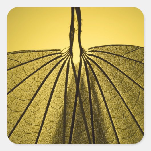 リーフスケルトン スクエアシール (正面)