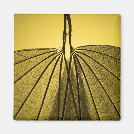 リーフスケルトン マグネット (正面)