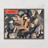 リーフストーンシェルシーポイントビーチメイン自然 ポストカード (正面)