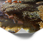 リーフフィッシュ – Dolnfish ポスター (角)