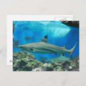 リーフポストカード付きサメ ポストカード (正面/裏面)