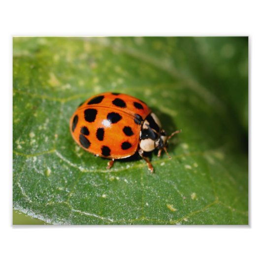 リーフ上のLadybugクローズアップ8x10 フォトプリント (正面)