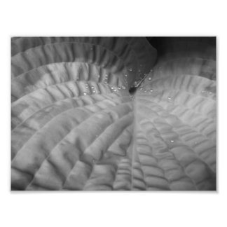 リーフ抽象芸術&ウォータードロップ – B&W フォトプリント           