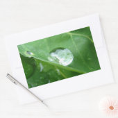 リーフ水滴保存デザイン 長方形シール (封筒)