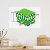 リーフ素晴らしダイアグラムのスケール構造 ポスター (キッチン)