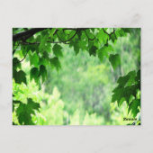 リーフ結婚のテーブル番号 ポストカード (裏面)