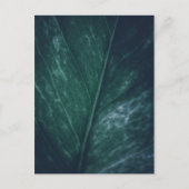 リーフ自然写真 ポストカード (正面)