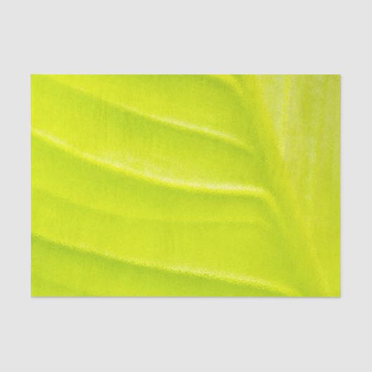 リーフ10lbティッシュペーパー 薄葉紙 (正面)