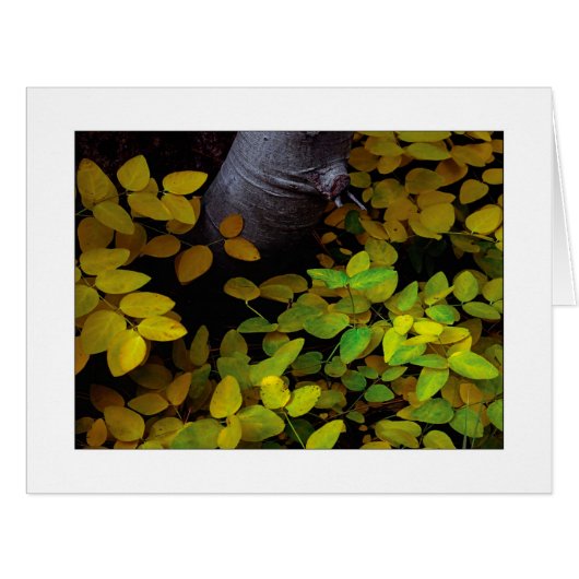 「リーフ・レベルの低下」 (正面横)