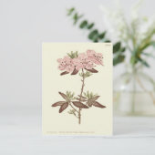 リーブド点々のあるロドデンドロンイラストレーション ポストカード (スタンド正面)