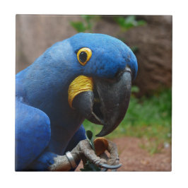 ルアラコンゴウインコ タイル