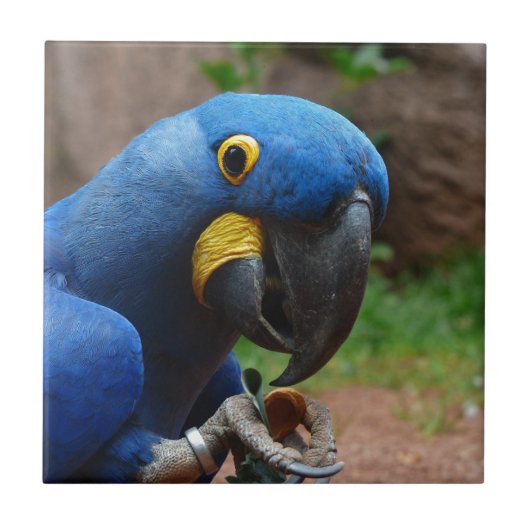ルアラコンゴウインコ タイル (正面)