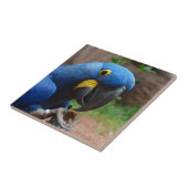 ルアラコンゴウインコ タイル (側面)