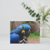 ルアラコンゴウインコ ポストカード (スタンド正面)