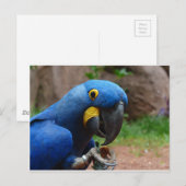 ルアラコンゴウインコ ポストカード (正面/裏面)