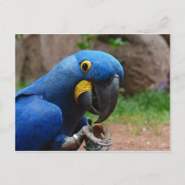 ルアラコンゴウインコ ポストカード