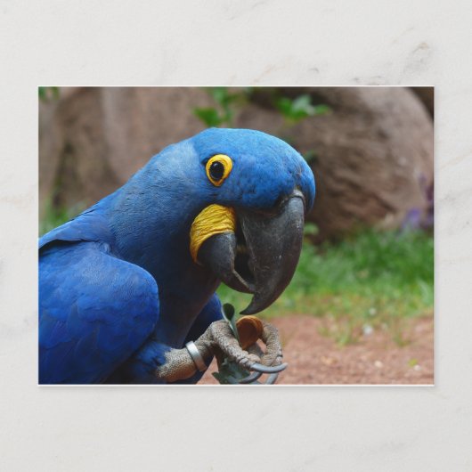 ルアラコンゴウインコ ポストカード (正面)