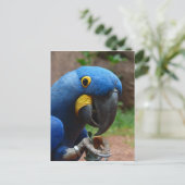 ルアラコンゴウインコ ポストカード (スタンド正面)